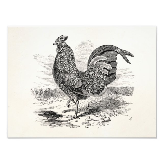 Foto Pollo de gallo de pollo de pollo de pollo de Kulm  (Frente)