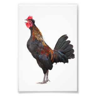 Foto Pollo deslumbrante