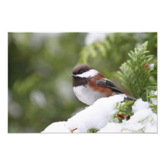 Foto Pollo en la nieve en un árbol del cedro
