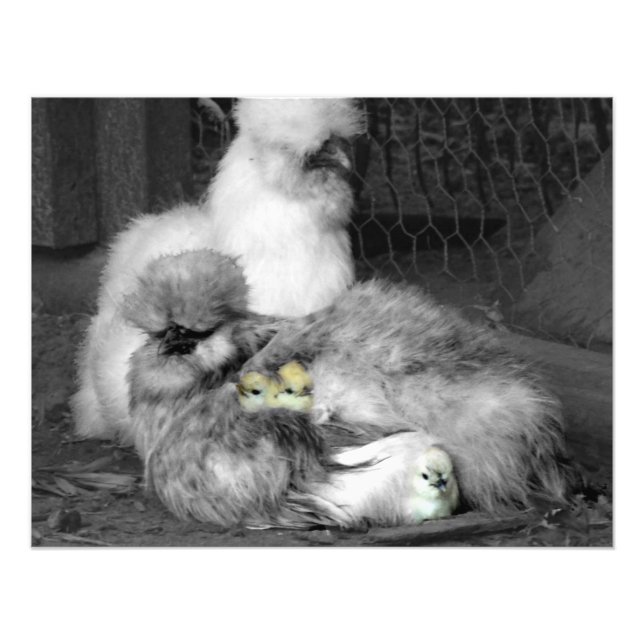 Foto Pollos de seda blancos y negros con chicles amaril (Frente)