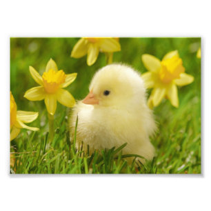 Foto polluelo de bebé en daffodils