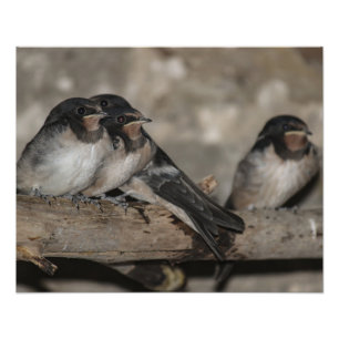 Foto Polluelos de golondrina en una rama