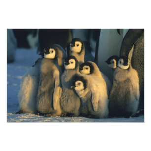 Foto Polluelos de pingüino emperador en guardería, Apte