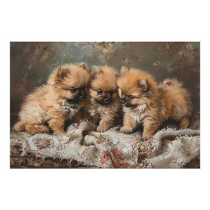 Foto Pomerania Trio Vintage
