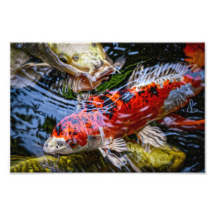 Foto Pond Koi Fish