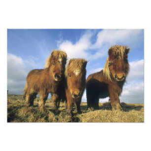 Foto Poni de Shetland, tierra firme Islas Shetland,