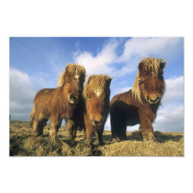 Foto Poni de Shetland, tierra firme Islas Shetland, (Frente)