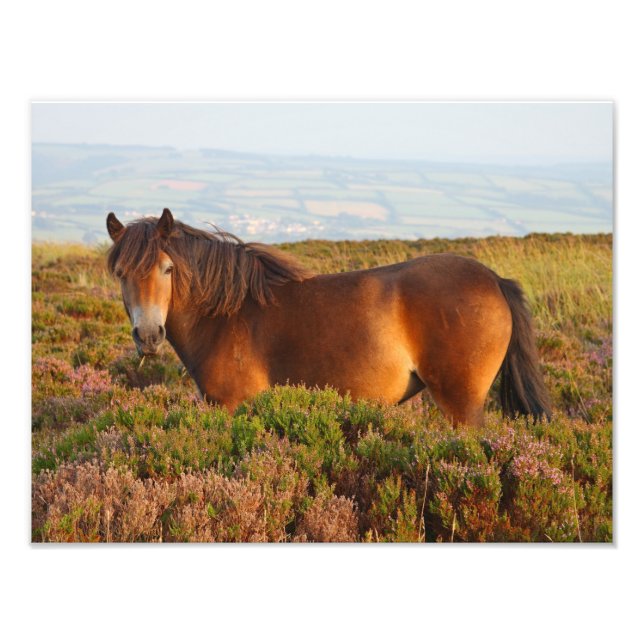 Foto Pony de exmoor, caballo, Somerset, Inglaterra (Frente)