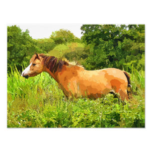 FOTO PONY GALÉS