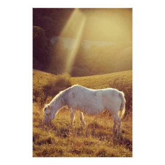 Foto Pony Grazing