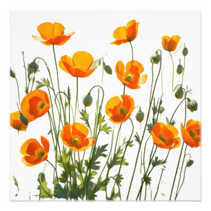 Foto Poppies californianos/galeses. Impresión de alta r