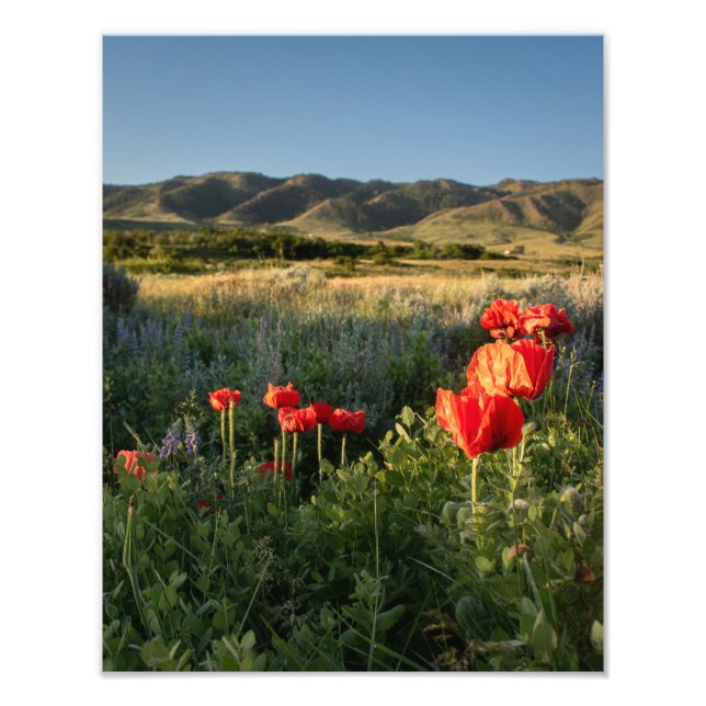 Foto Poppies en el Valle - Montaña Casper (Frente)