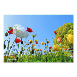 Foto Poppy de Islandia [Papel de la Sal Plata ォ Premium