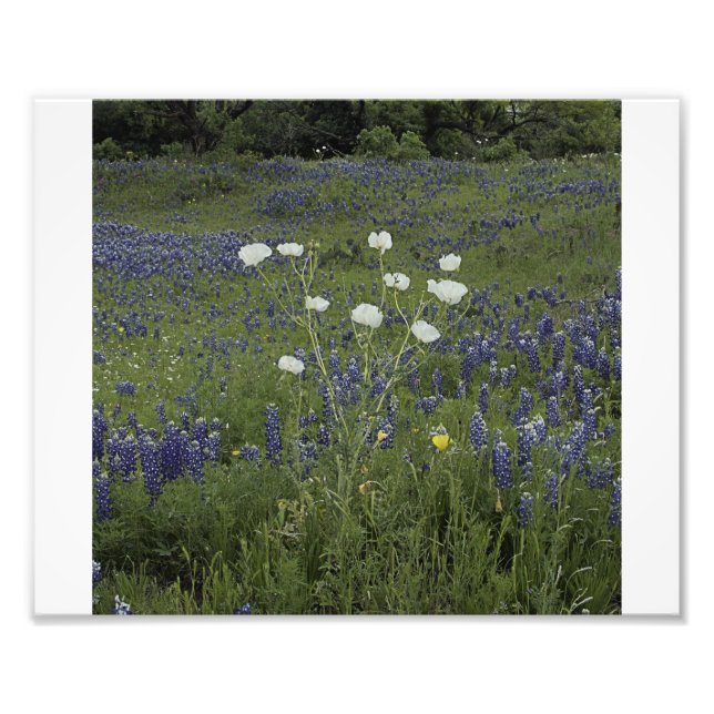 Foto Poppys blancos (Frente)