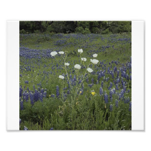 Foto Poppys espinoso blanco