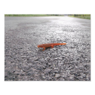 Foto ¿Por qué el salamandra cruzó la calle?