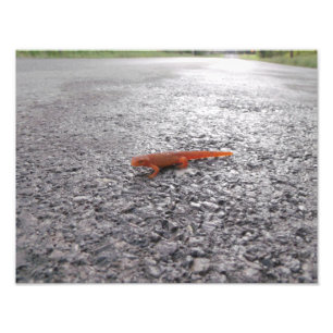 Foto ¿Por qué el salamandra cruzó la carretera?