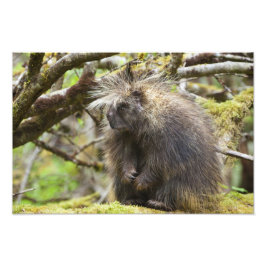Foto Porcupina determinada