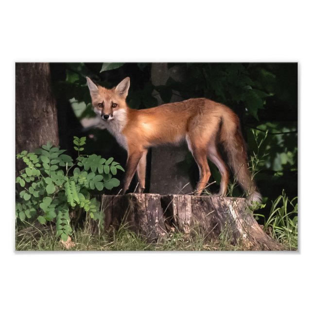 Foto Posando la imagen de Red Fox Photo Print (Frente)