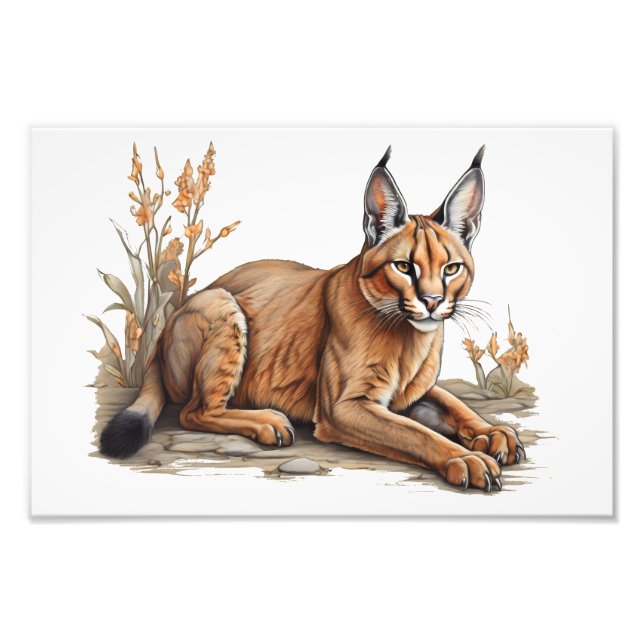 Foto Postal (Frente)