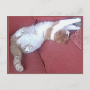 Foto postal 9 - Cat Nap 1 - Belleza animal