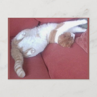 Foto postal 9 - Cat Nap 1 - Belleza animal