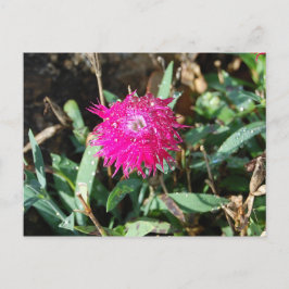 Foto postal de la flor de Fuchsia