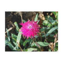 Foto postal de la flor de Fuchsia