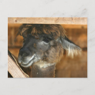 Foto postal de la foto de la granja animal Cutey L