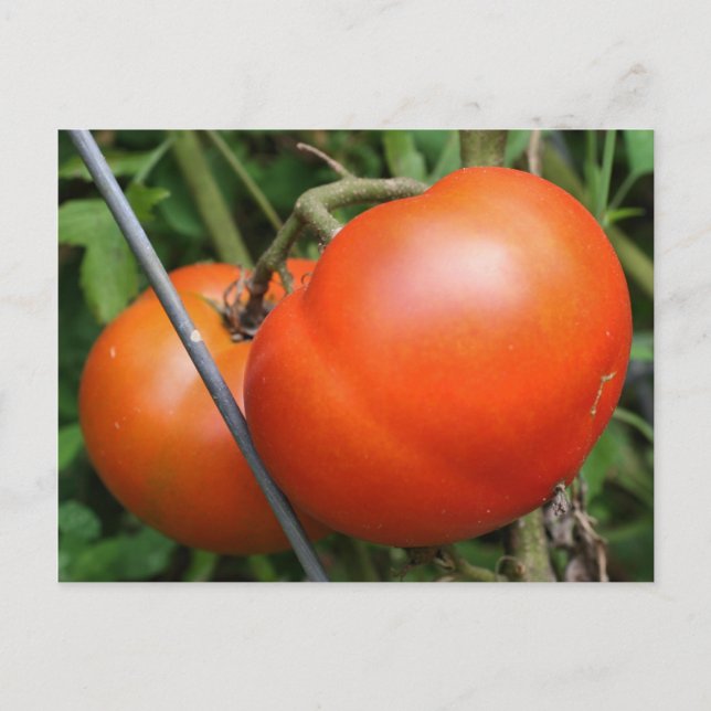 Foto postal de la naturaleza de tomates de jardín  (Anverso)
