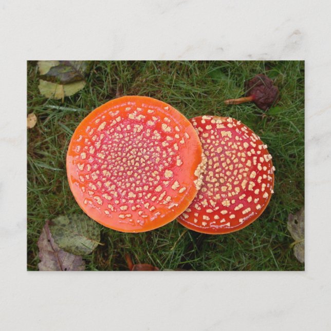 Foto postal de los hongos rojos de Amanita (Anverso)