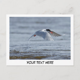 Foto postal de tern nature