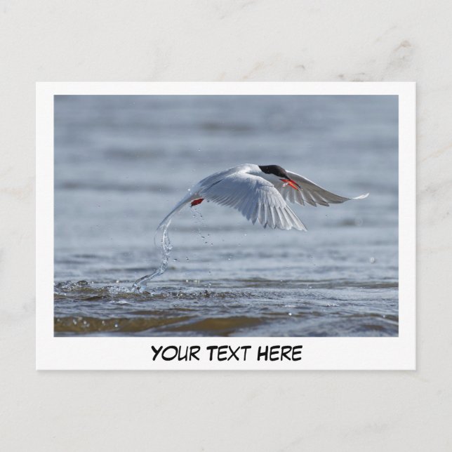 Foto postal de tern nature (Anverso)