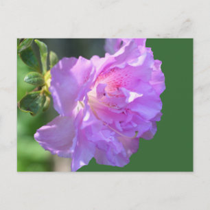 Foto postal rosa de la flor de Azalea