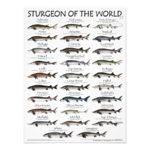 FOTO POSTER - 18X24 - STURGEON OF THE WORLD -FIRST EVER
