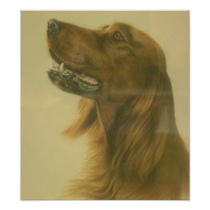 Foto Poster adaptable del arte de Irish Setter