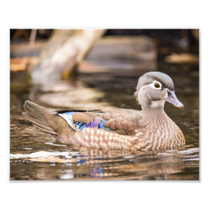 Foto Poster "aislado" del pato de la madera de Drake