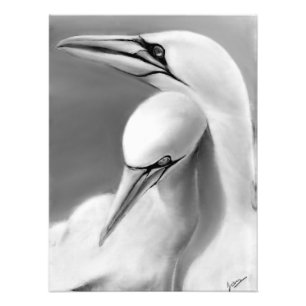 Foto Póster de alcatraz macho y hembra