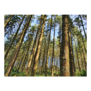 Foto Poster de árboles forestales
