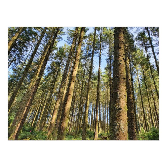 Foto Poster de árboles forestales (Frente)