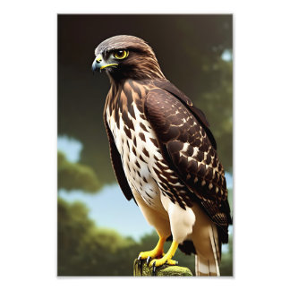 Foto poster de arte de hawk