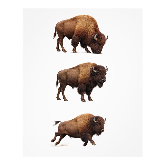 Foto Póster de Arte de Pared de Vida Silvestre de Bison (Frente)