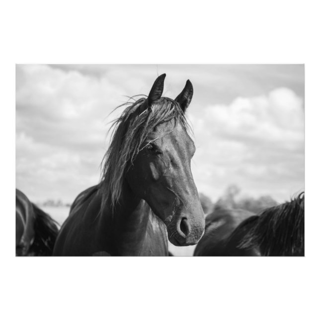 Foto poster de cabeza de caballo (Frente)