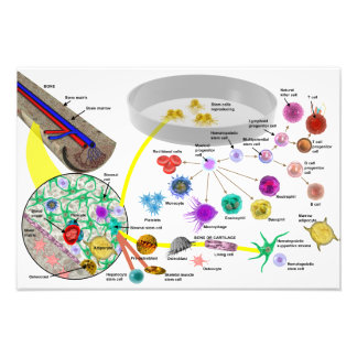 Foto Poster de células madre hematopoyéticas
