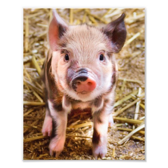 Foto Póster de cerdito adorable (Frente)