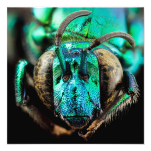 Foto Poster de cierre de abejas de dos caras