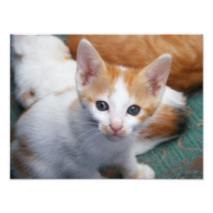 Foto Póster de gatito naranja y blanco lindo