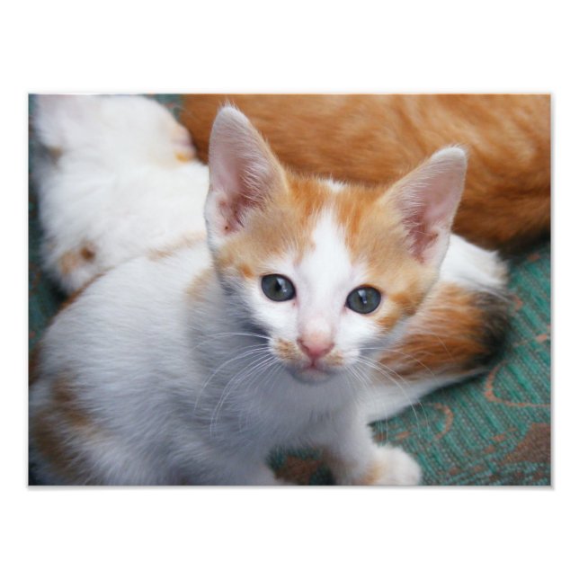 Foto Póster de gatito naranja y blanco lindo (Frente)