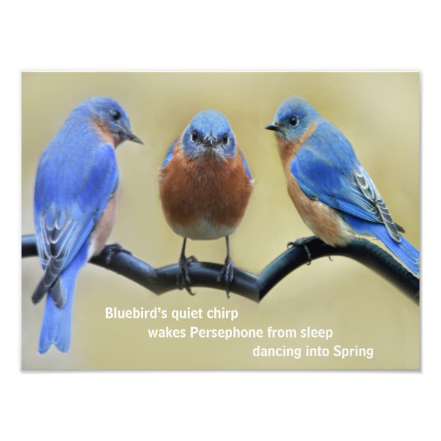 Foto Póster de haiku del pájaro azul (Frente)