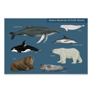 Foto Poster de Mamíferos Marinos / Vida silvestre